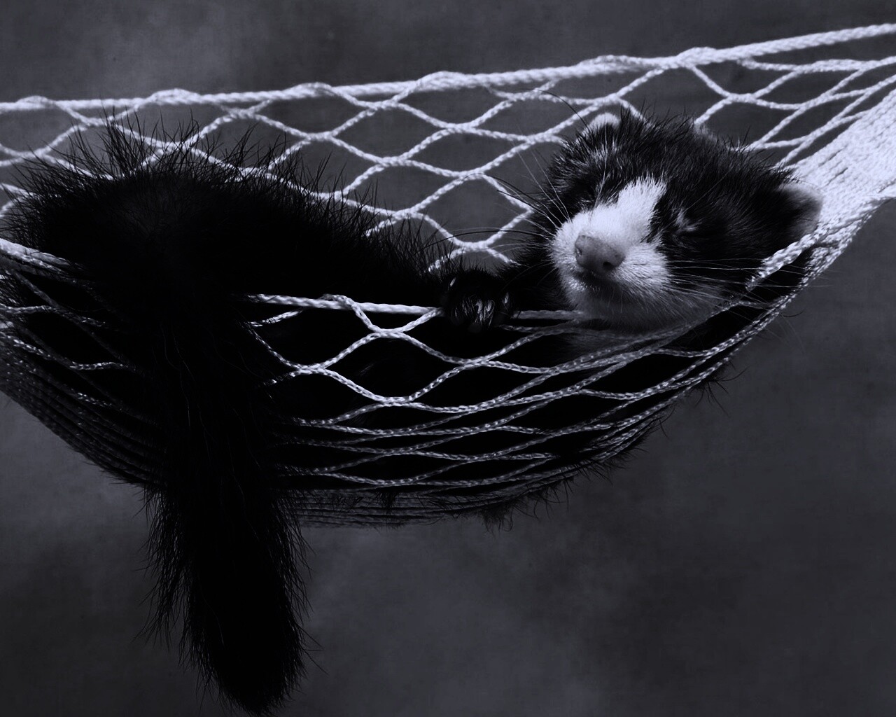 Хорек в гамаке обои