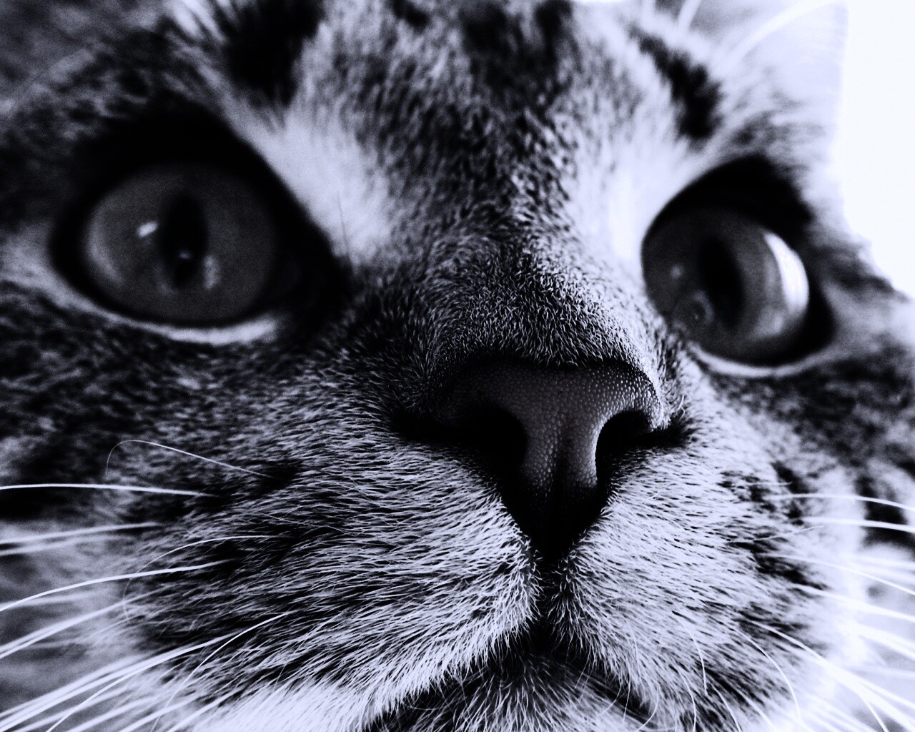 Кошачья мордочка обои