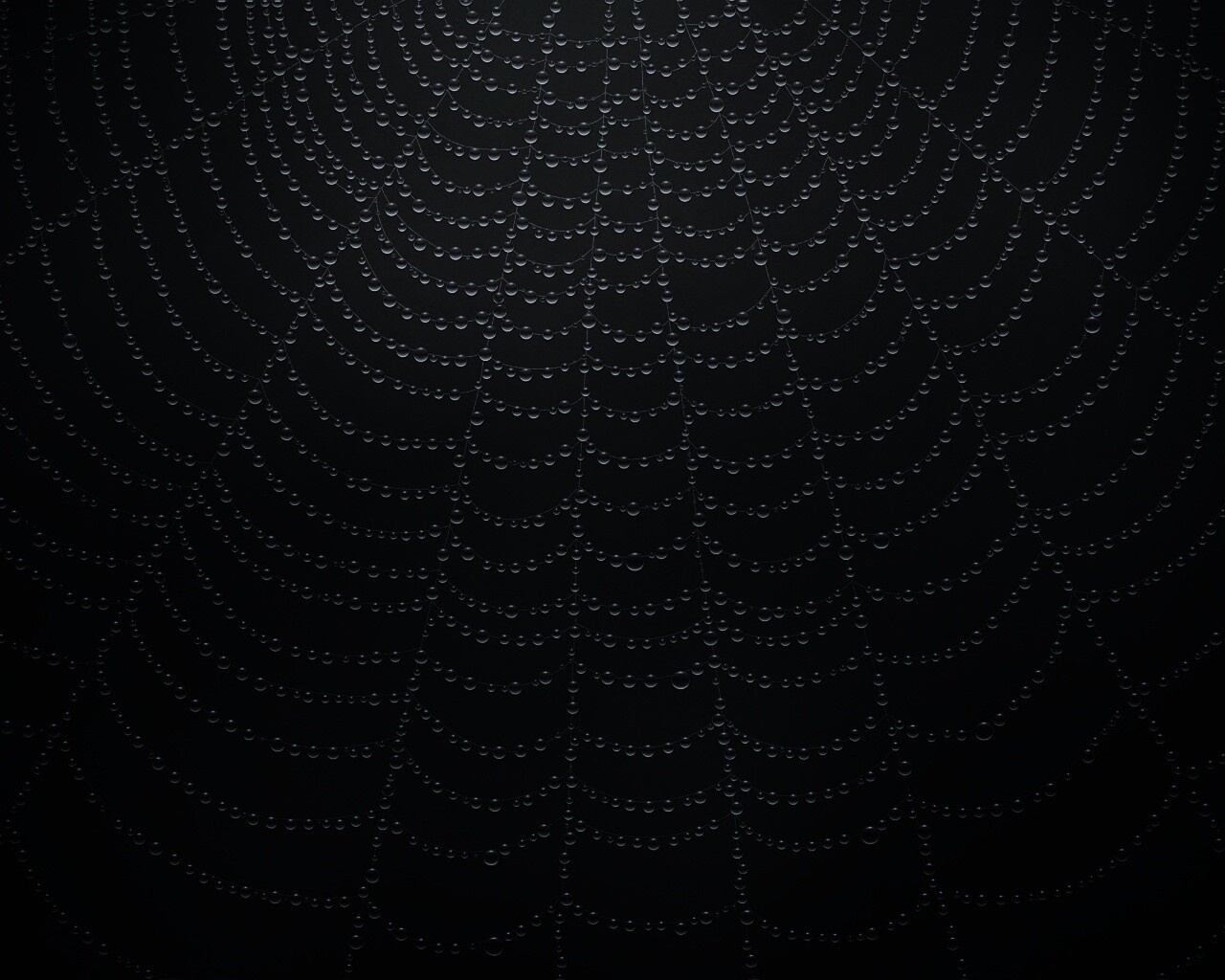 Роса на паутине обои