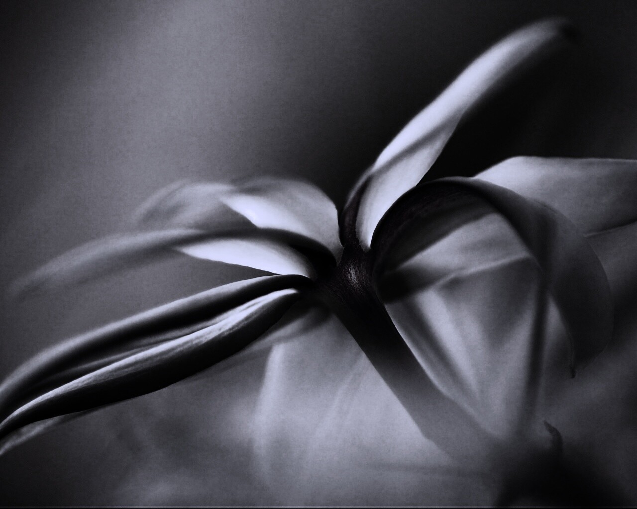 Цветок обои