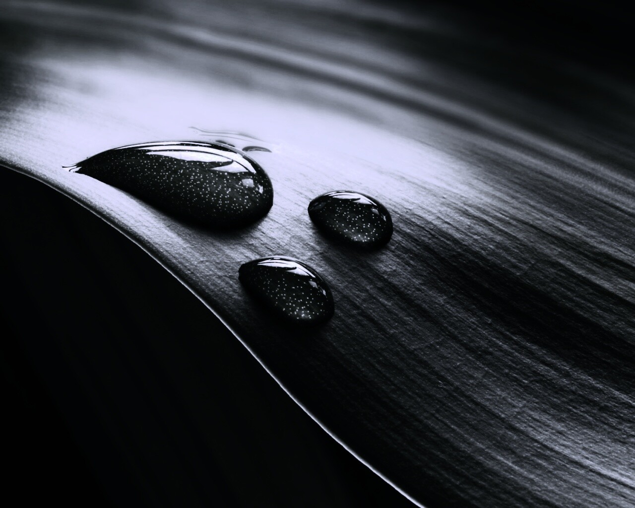 Капли на зеленом листе обои