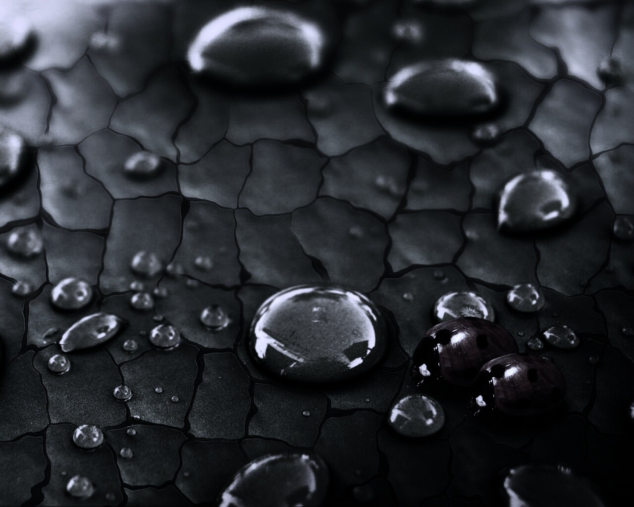 Божьи коровки обои