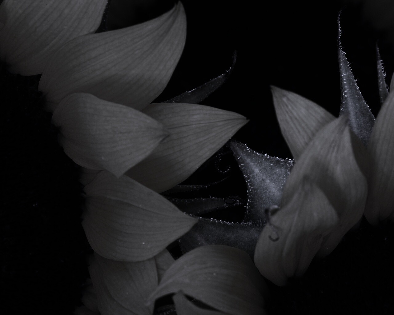 Подсолнухи обои