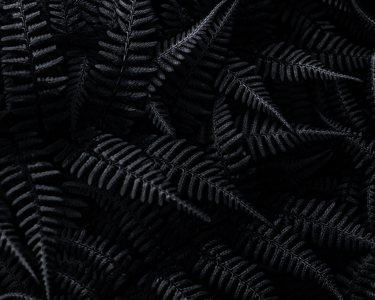 Папоротник обои