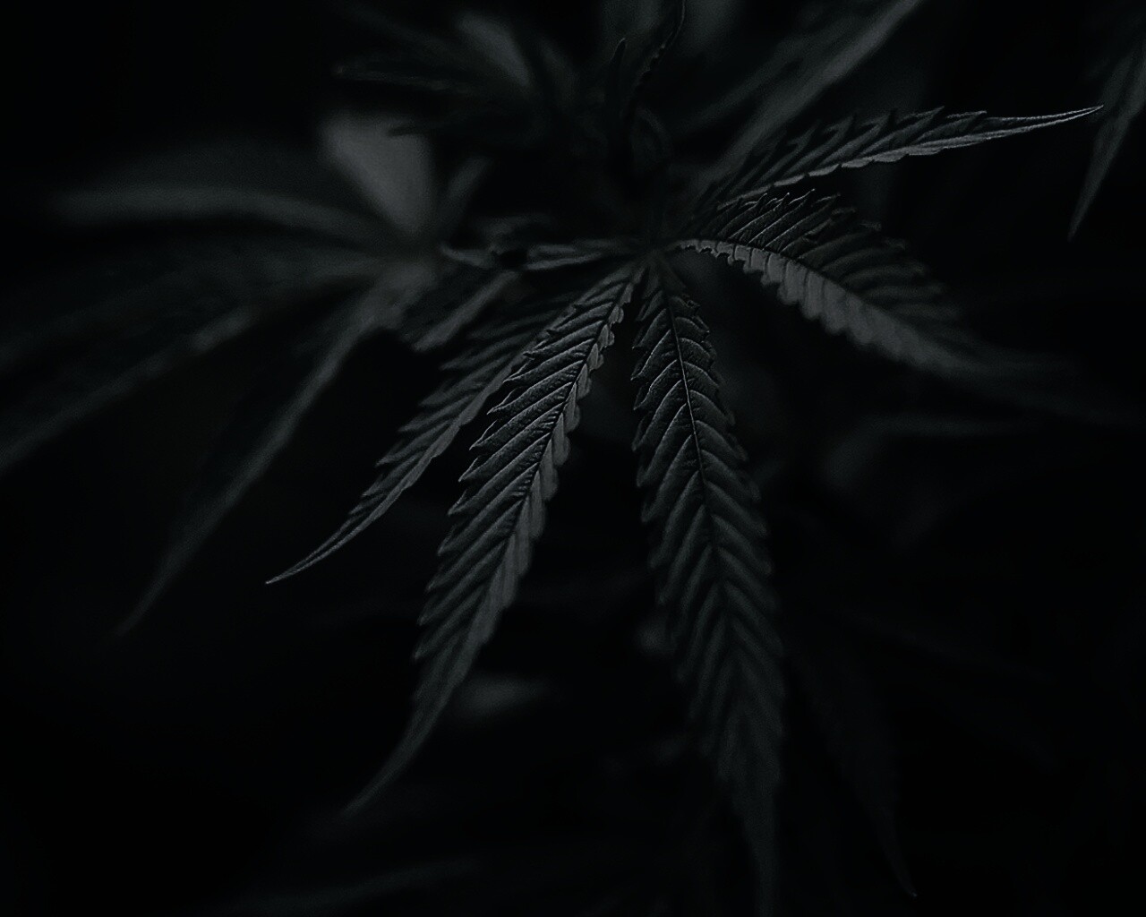 Марихуана обои