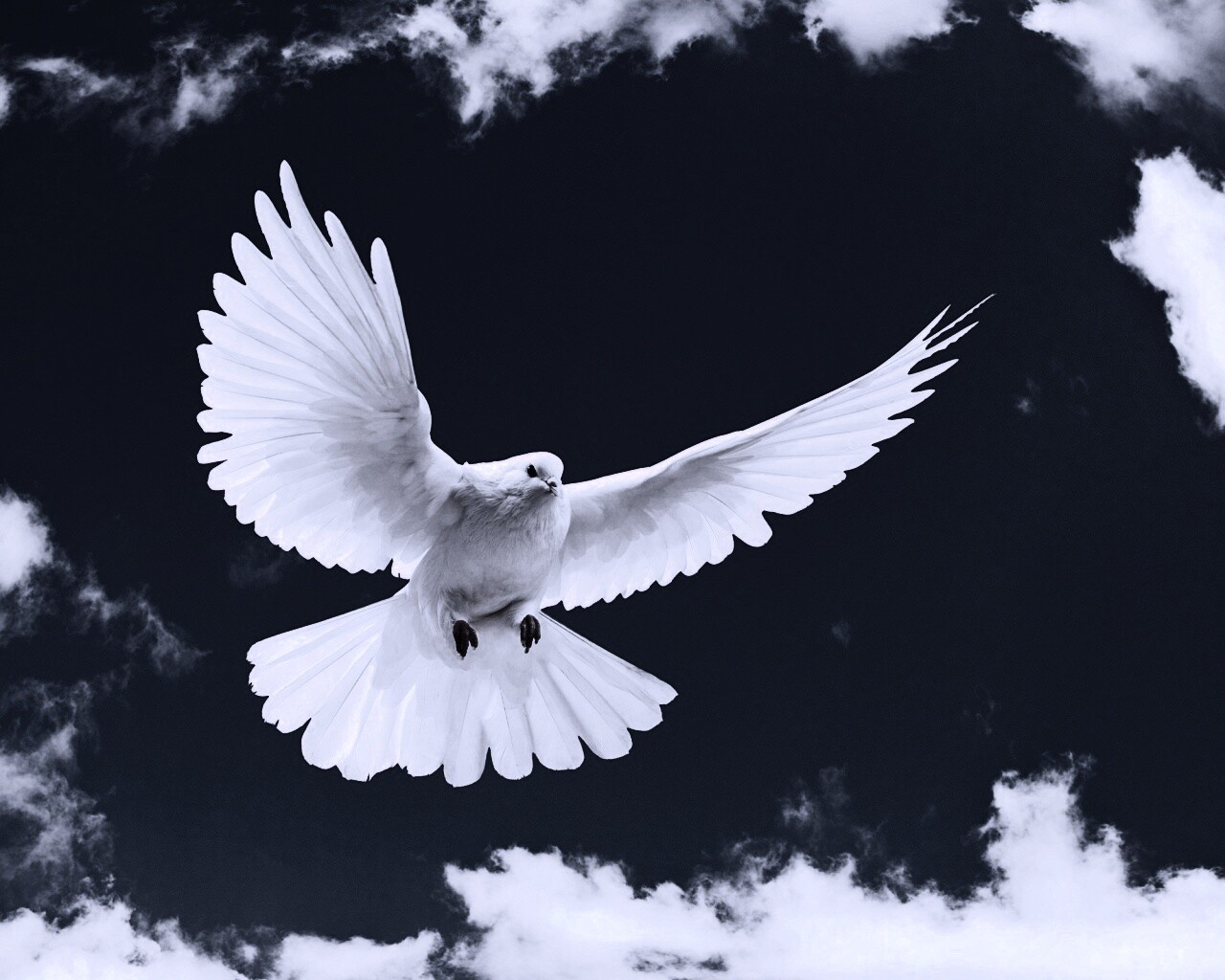 Белый голубь в небе обои