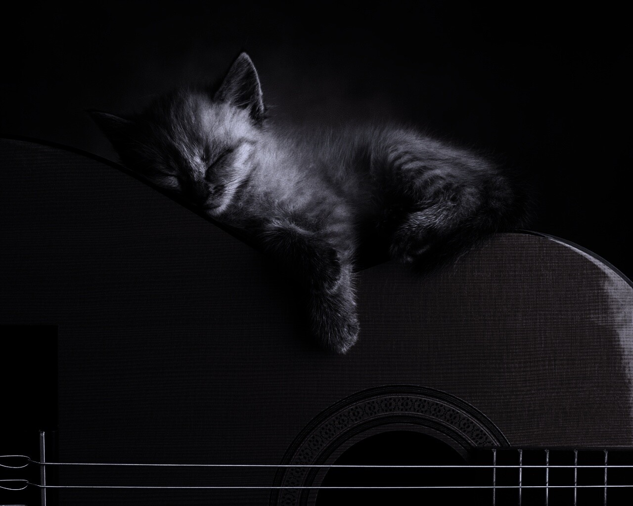 Котенок на гитаре обои