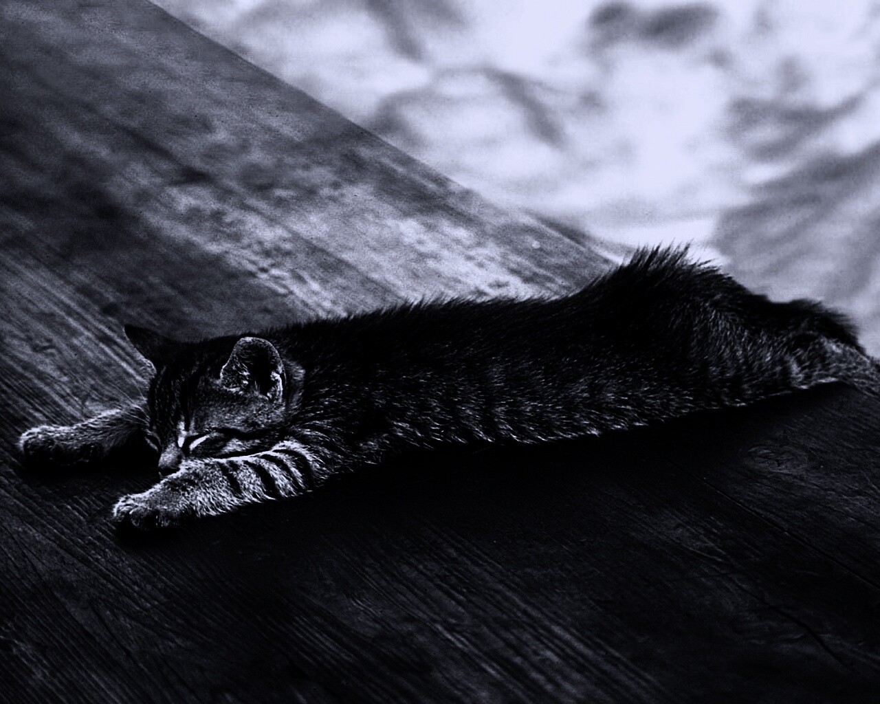 Растянувшийся кошара обои