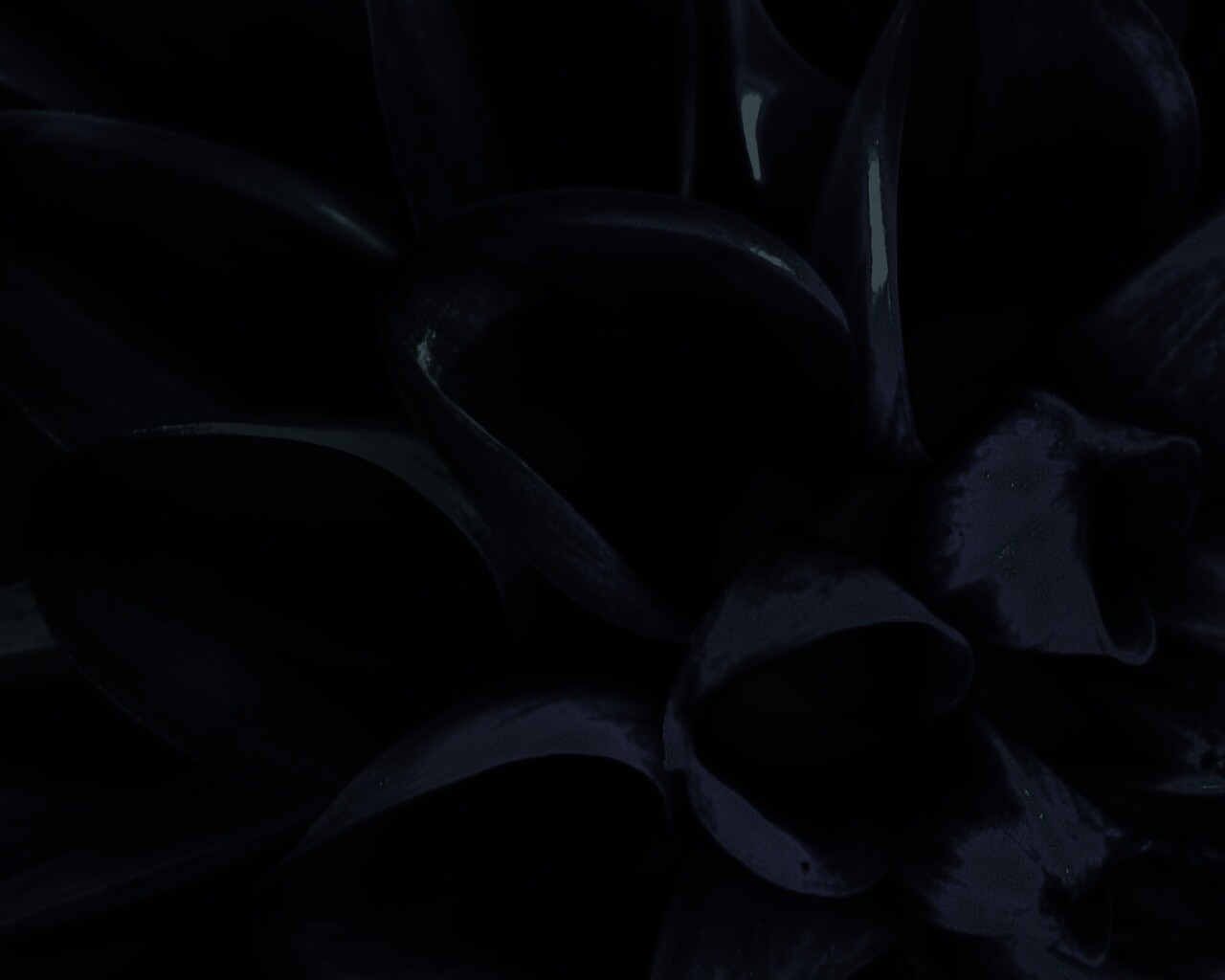 Лепестки обои