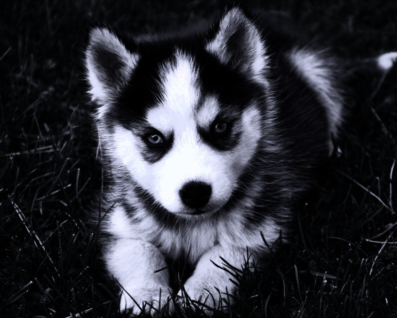 Голубоглазый щенок хаски обои