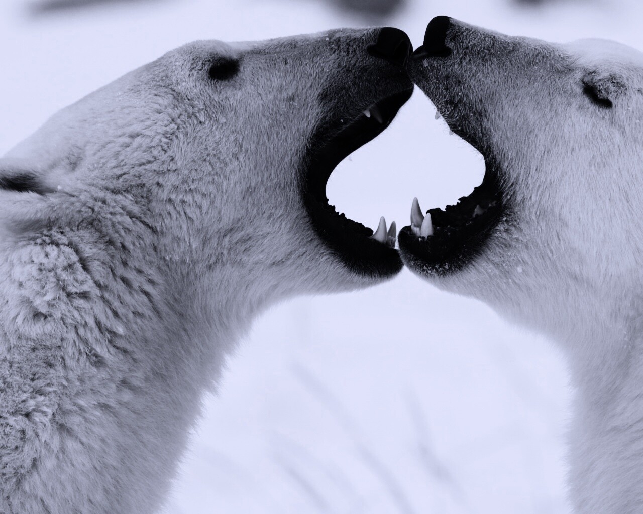Полярные медведи обои
