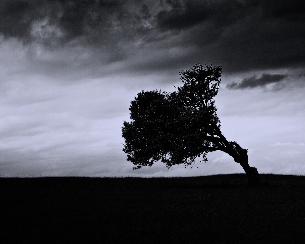 Склоненное дерево обои