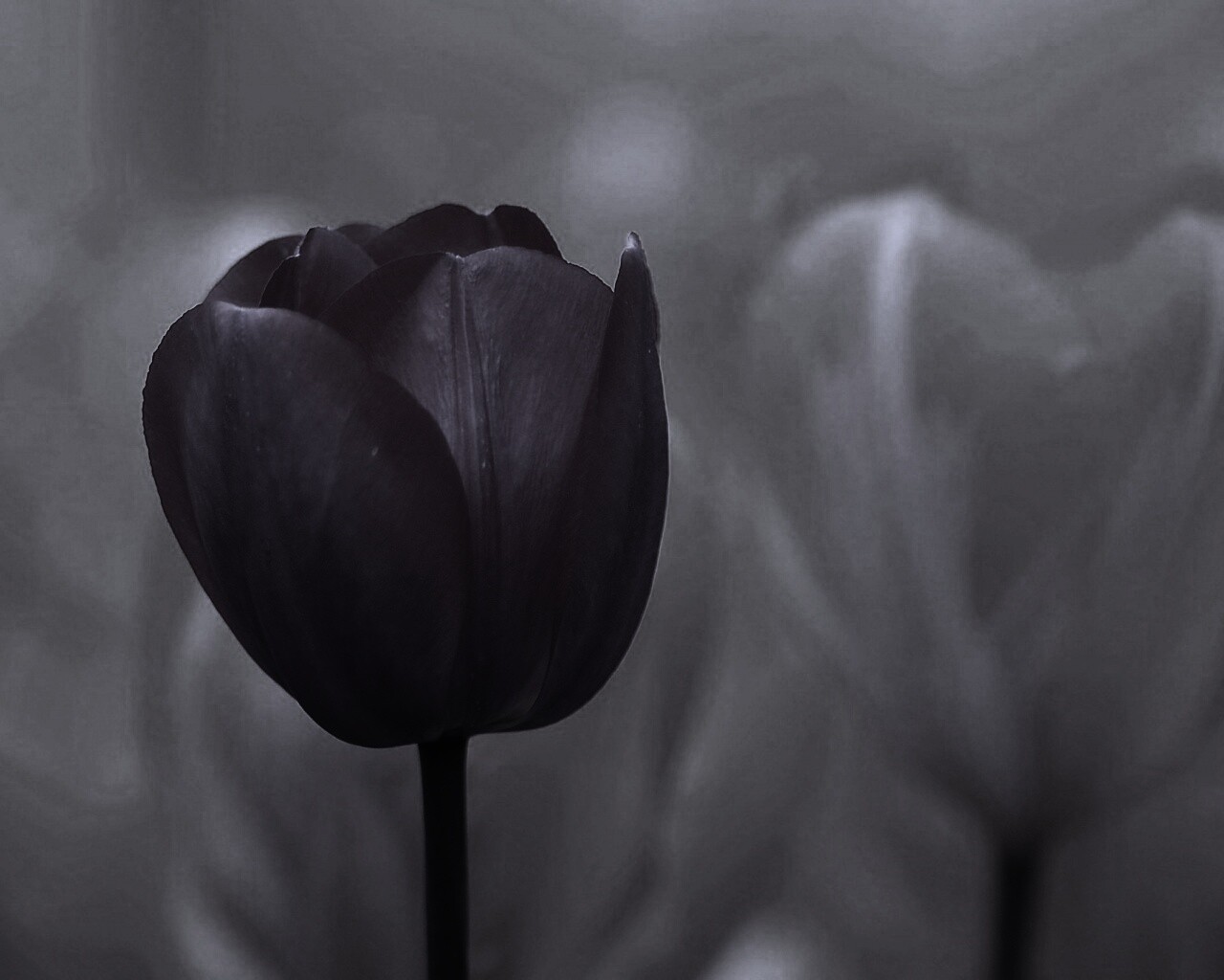 Красный тюльпан обои