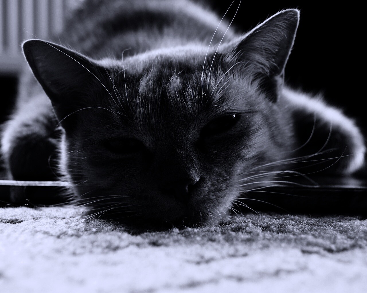 Кошара обои