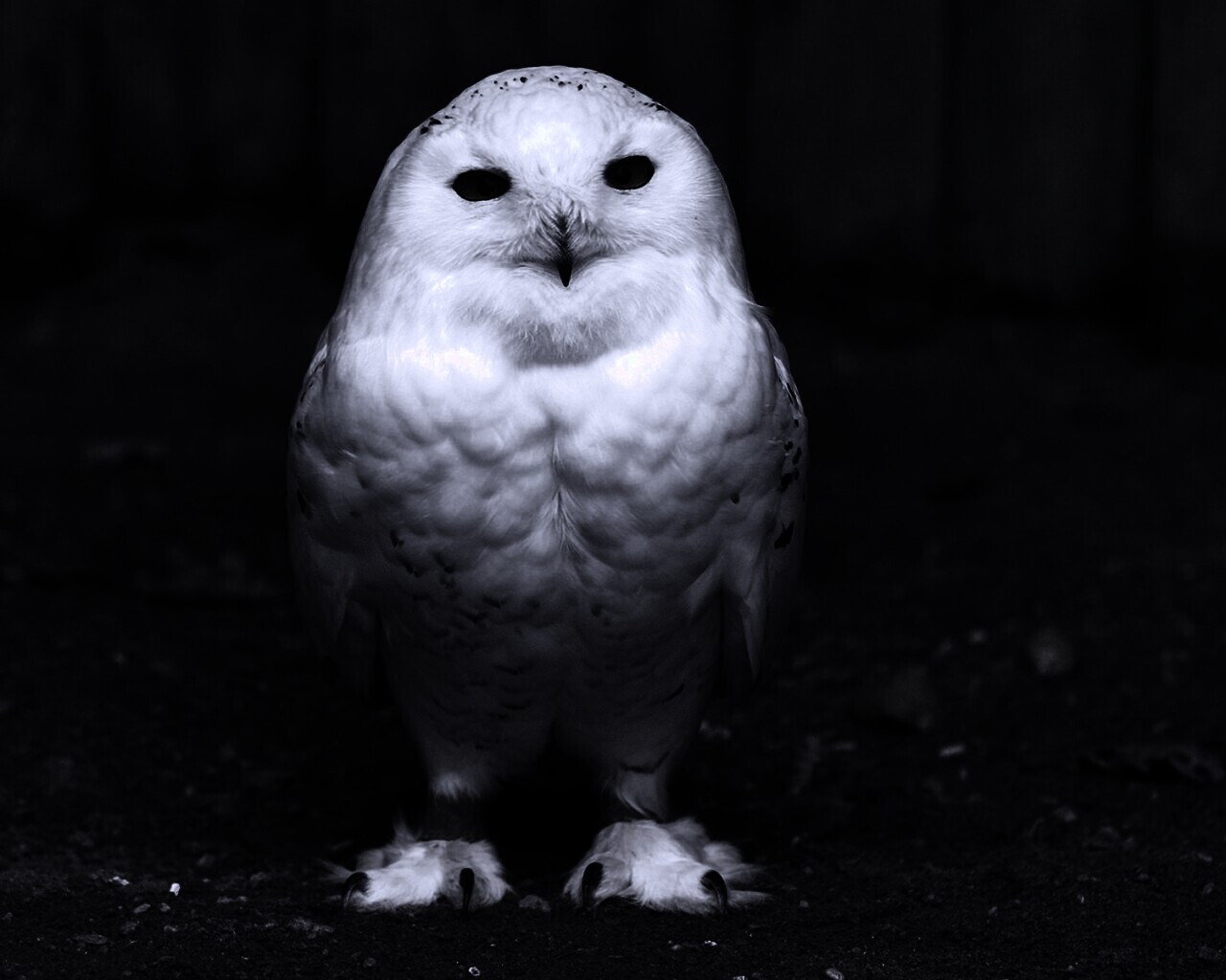 Белая сова обои