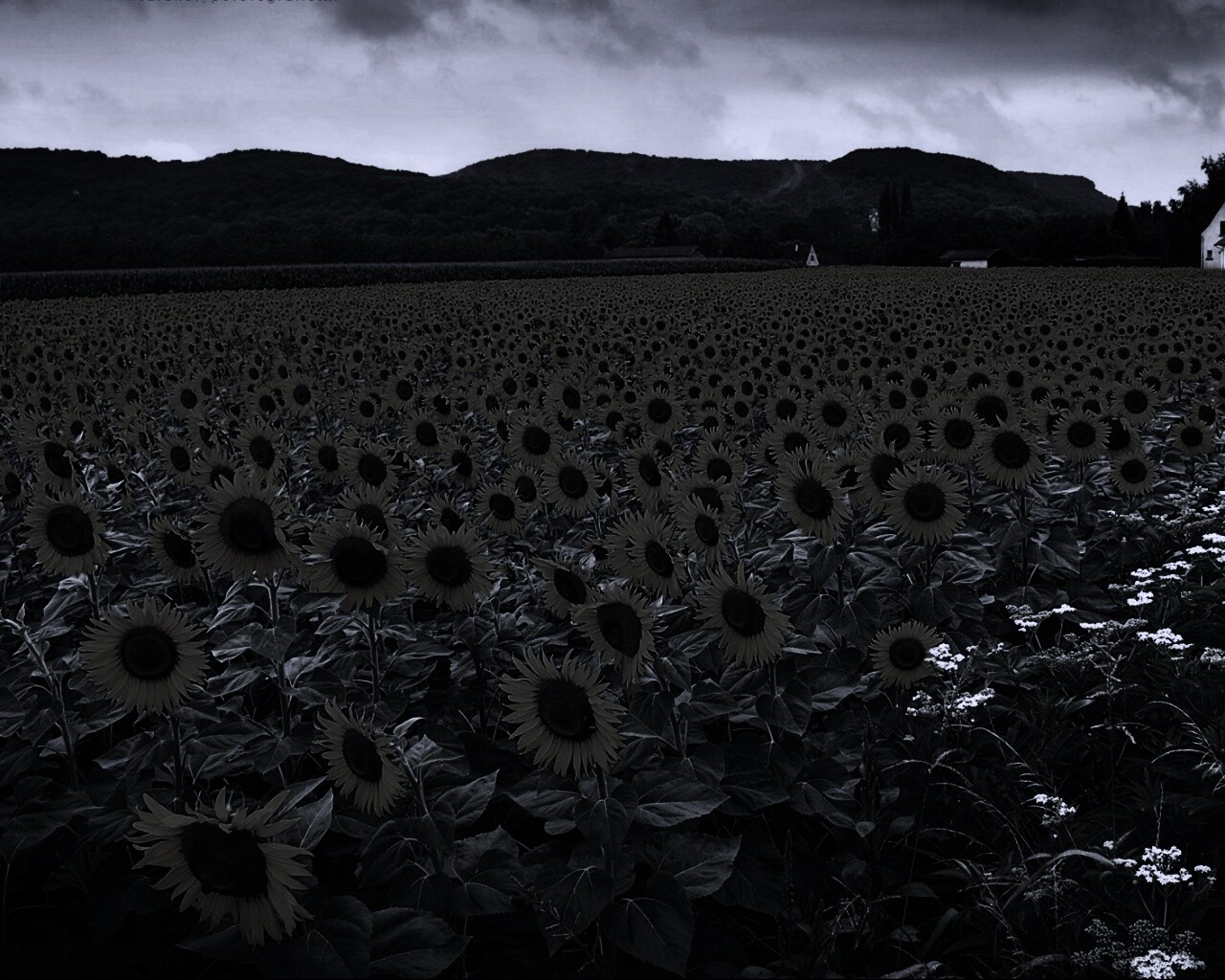 Живописное поле подсолнухов обои