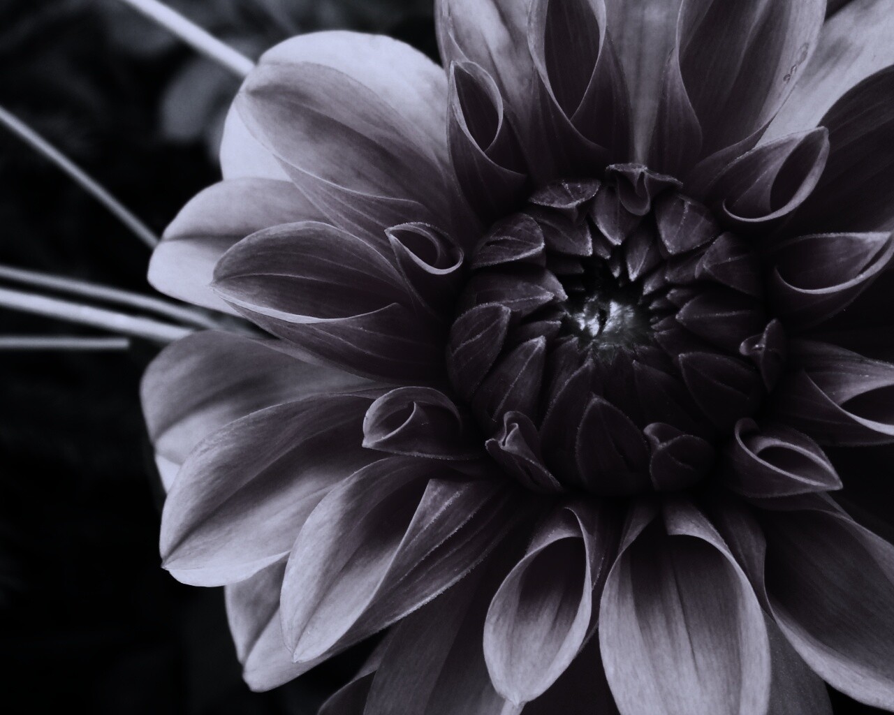 Аленький цветочек обои