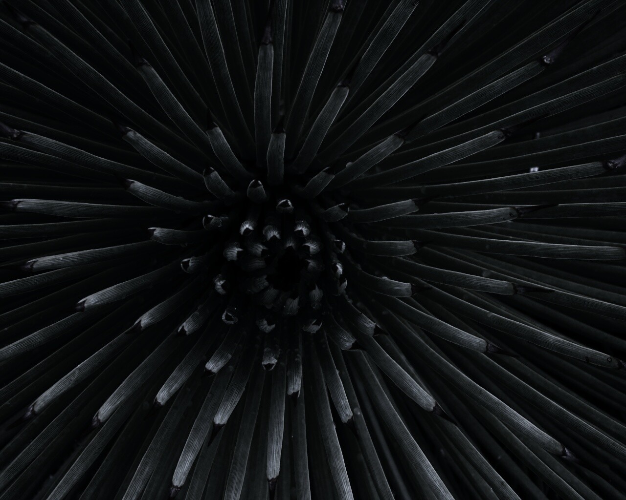 Хищный цветок обои