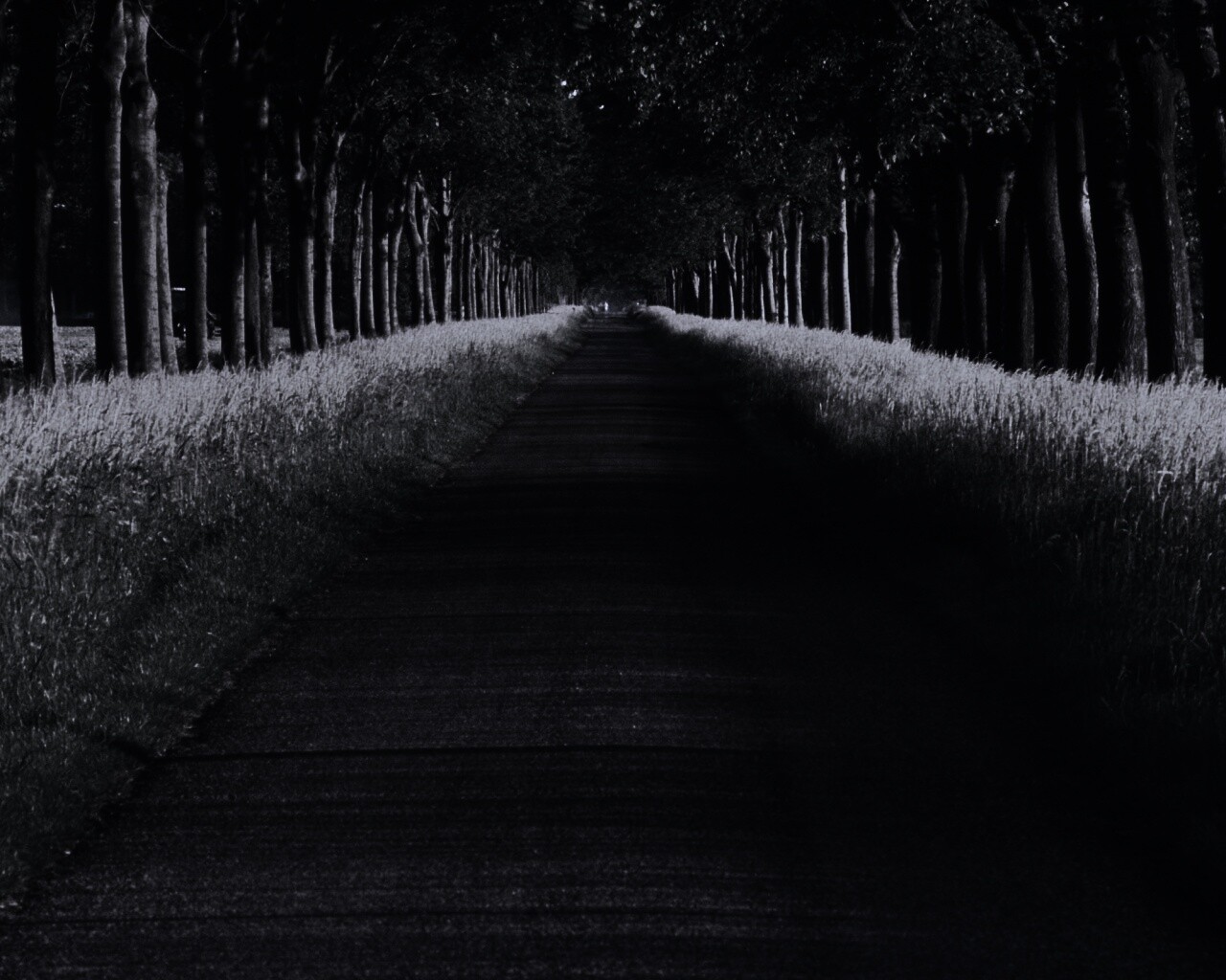 Живописная аллея обои