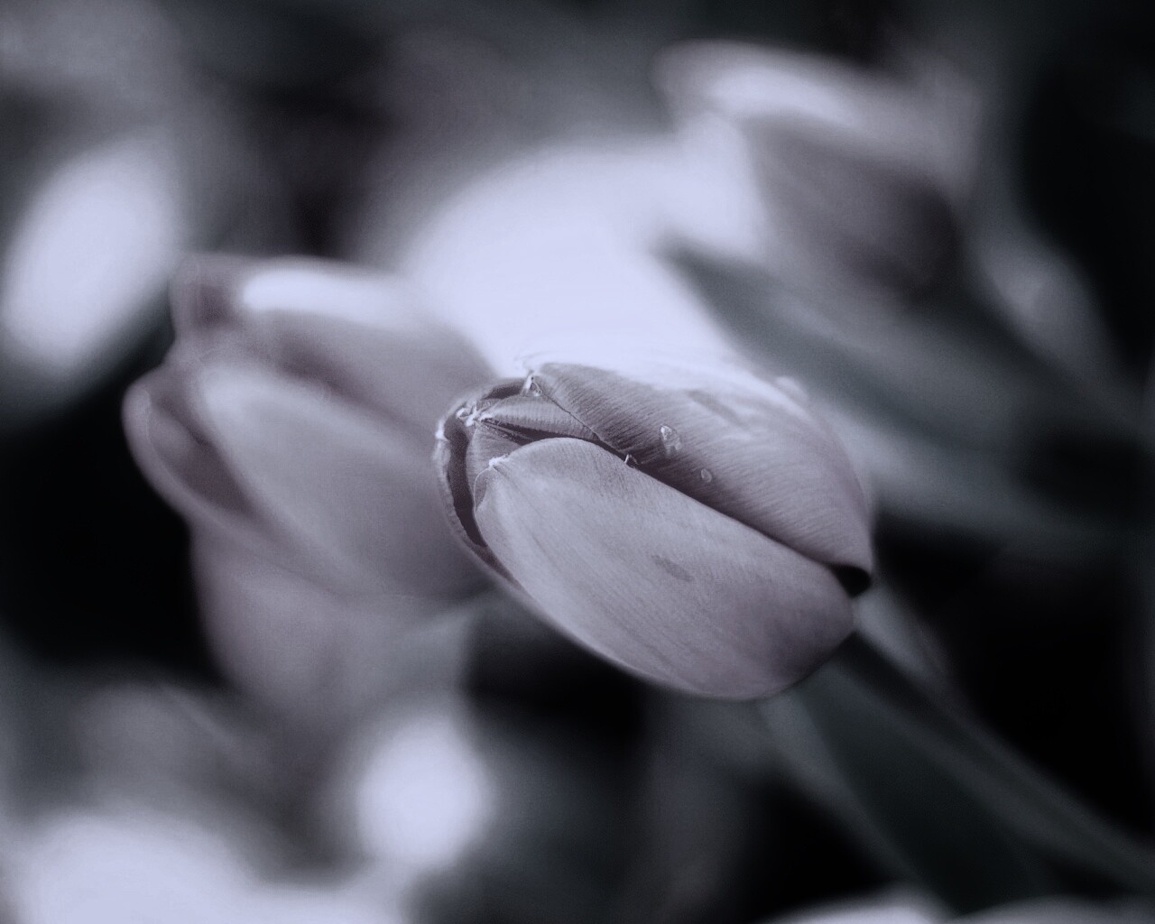 Красивый тюльпан обои