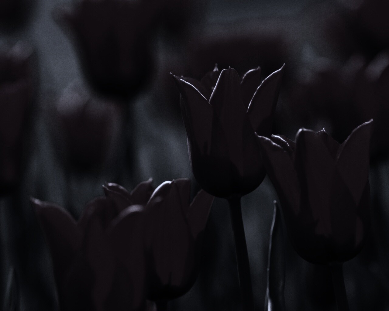 Красные цветы обои