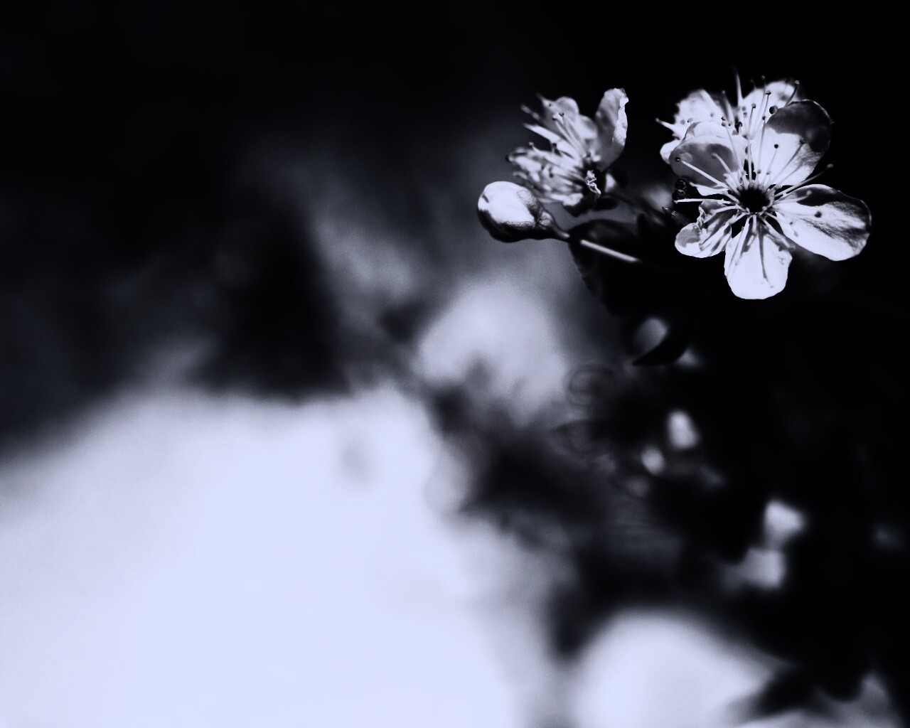 Цветок вишни обои