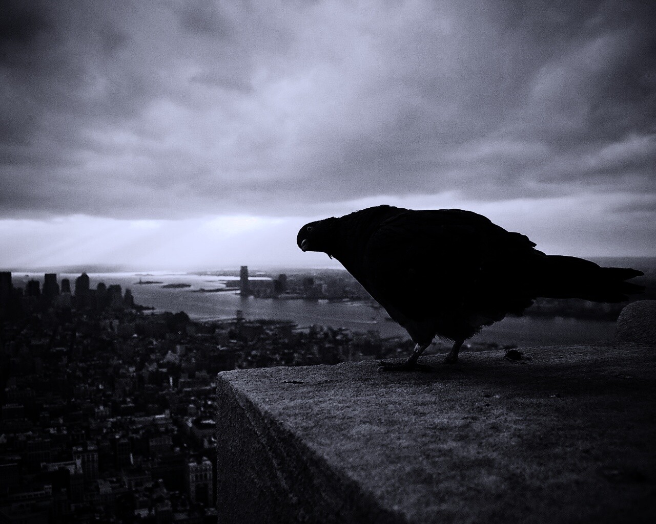 Любознательный голубь обои