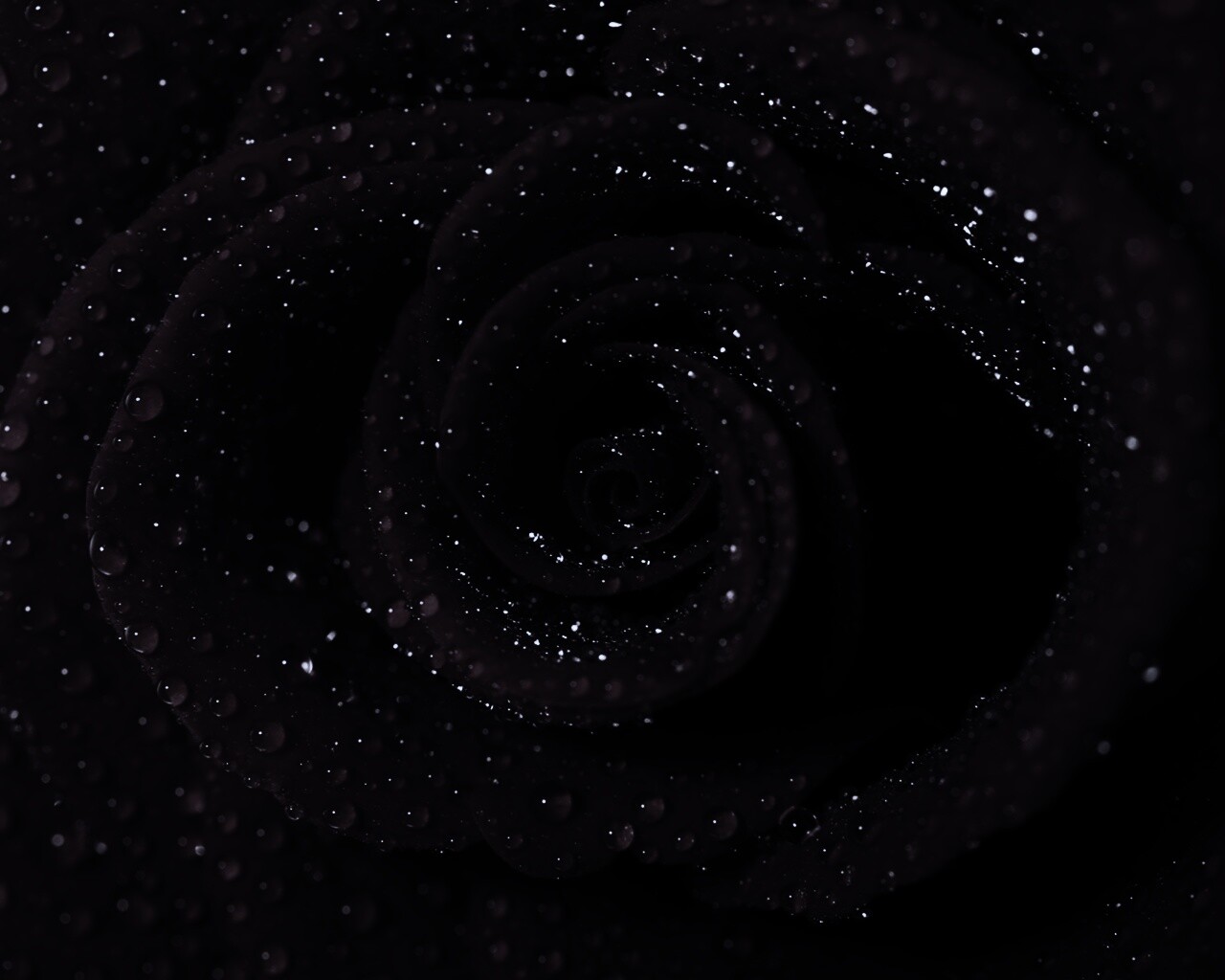 Красная роза обои