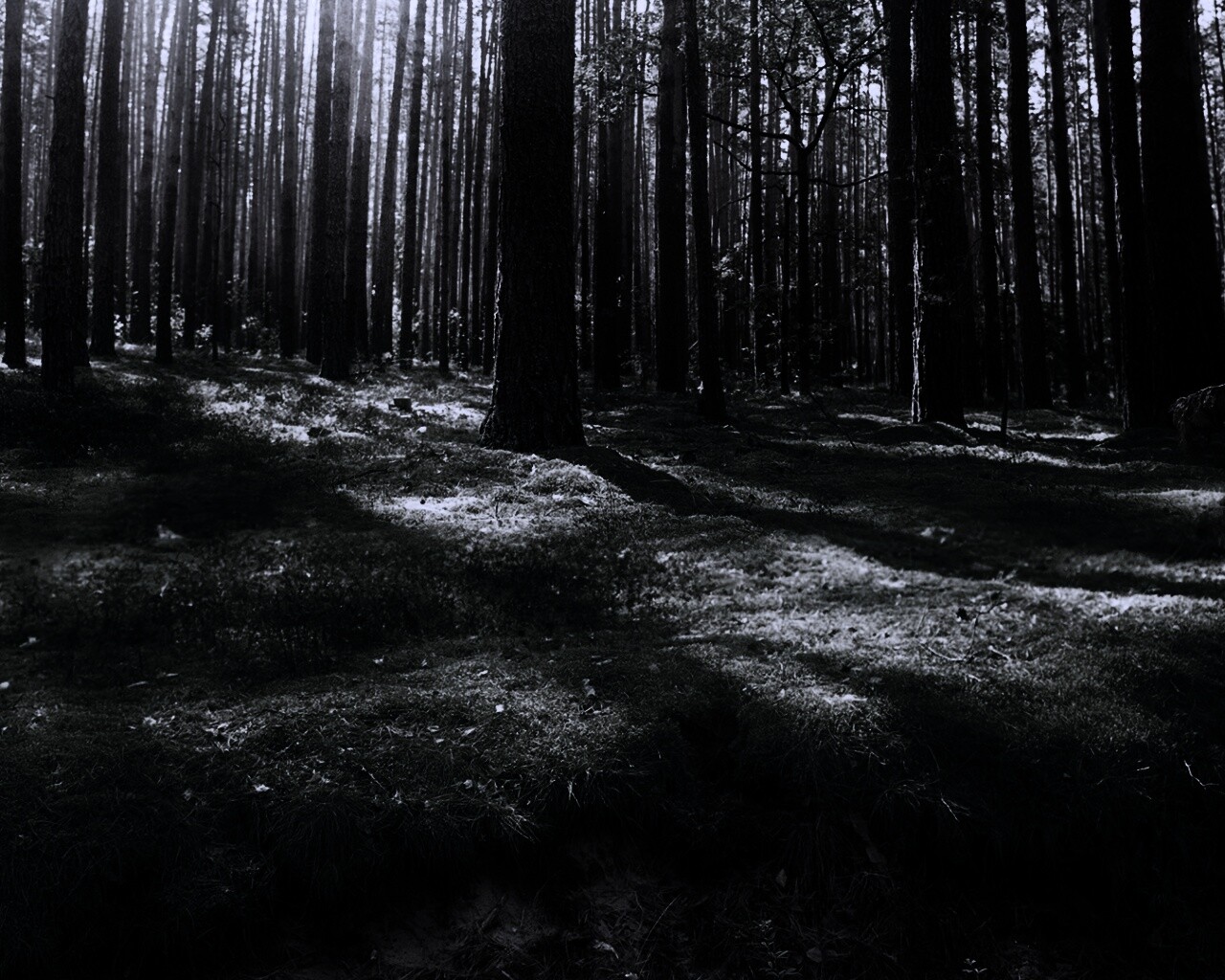 Солнечный лес обои