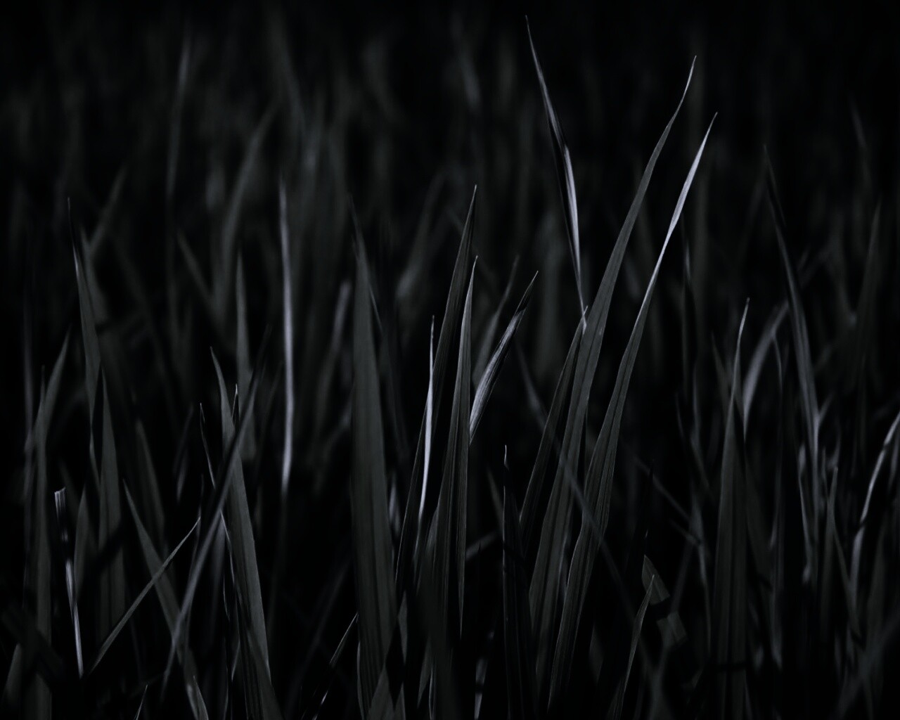 Яркая сочная трава обои