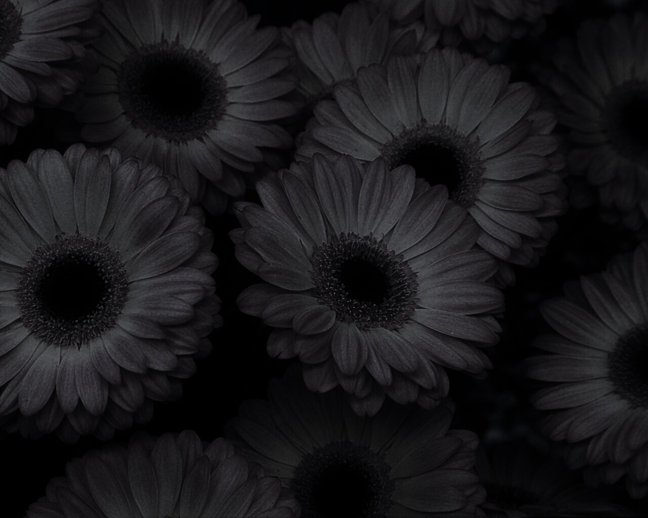 Желтые герберы обои