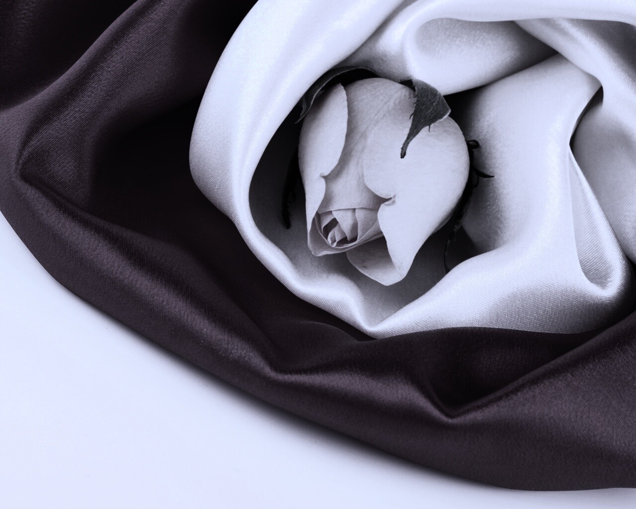 Нераспустившийся цветок розы в шелке обои