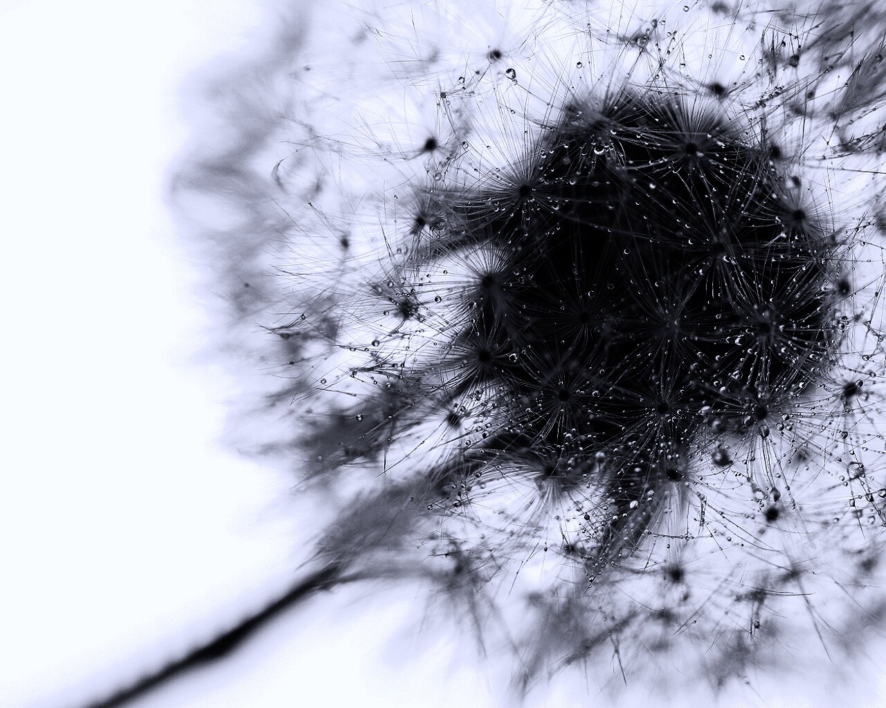 Одуванчик  обои