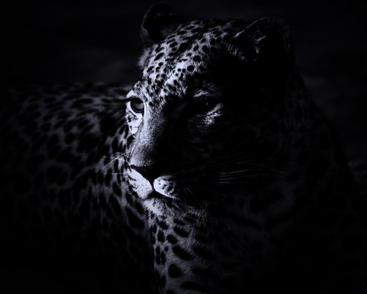 Леопард обои