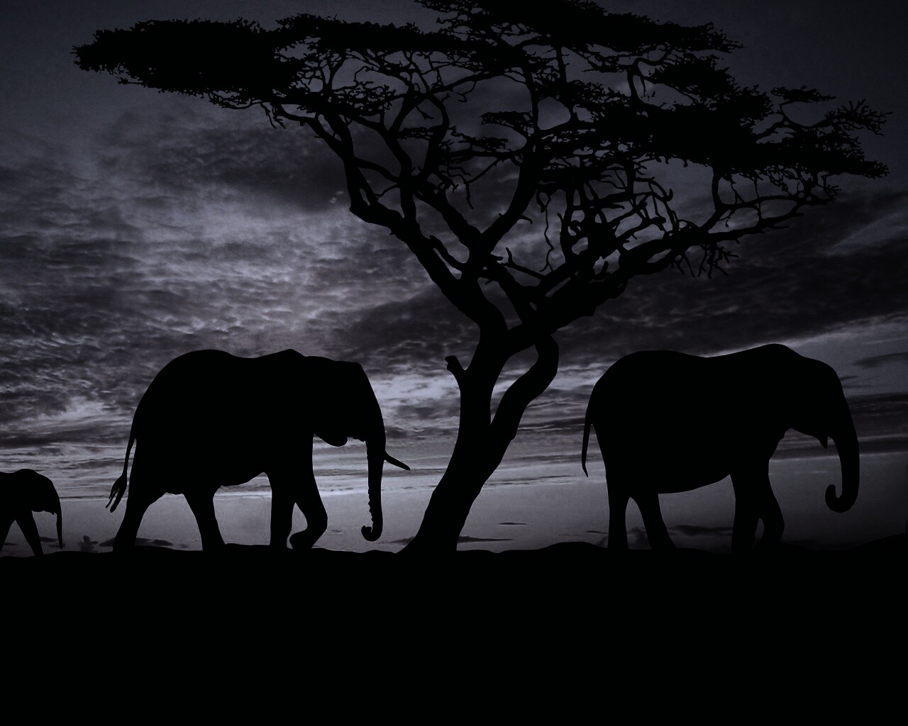 Силуэты слонов обои