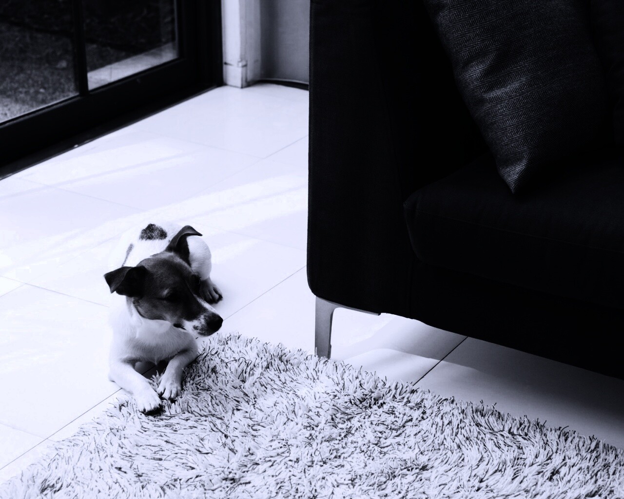 Собака обои