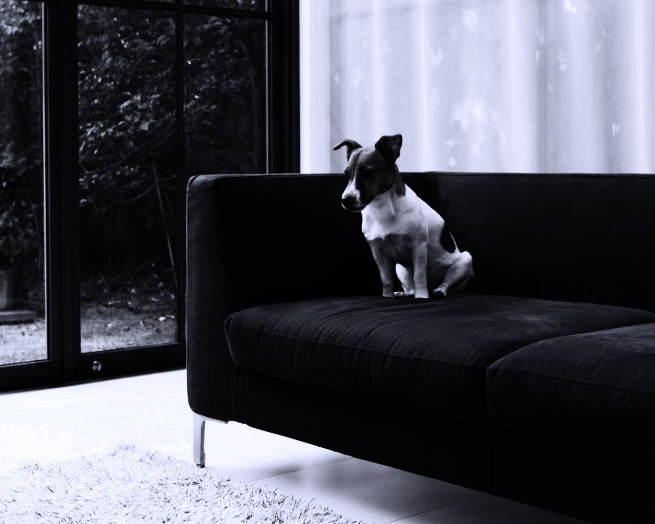 Пес на диване обои