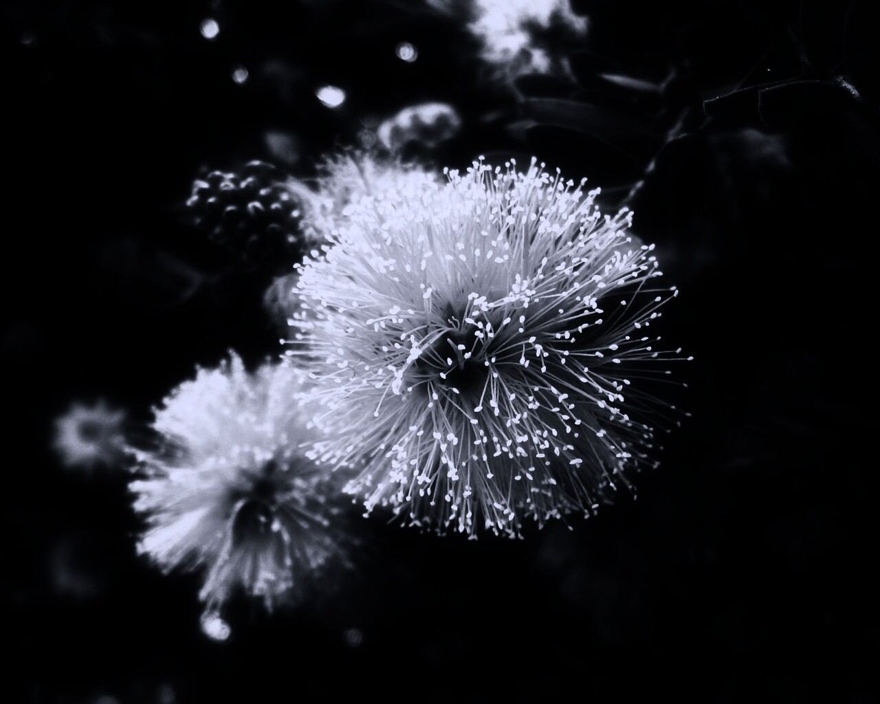 Сказочный цветок обои