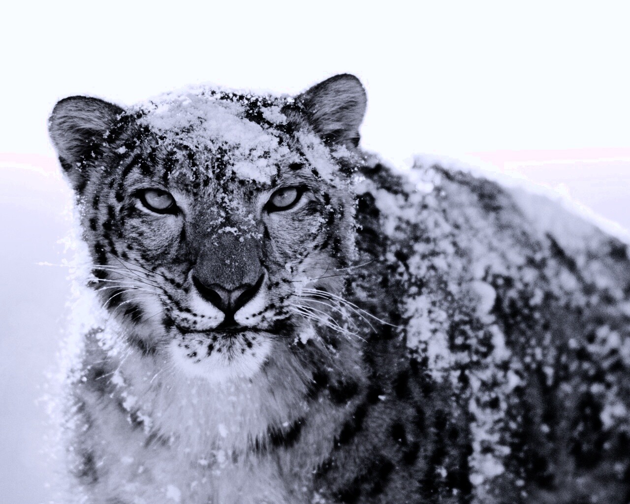 Снежный леопард обои