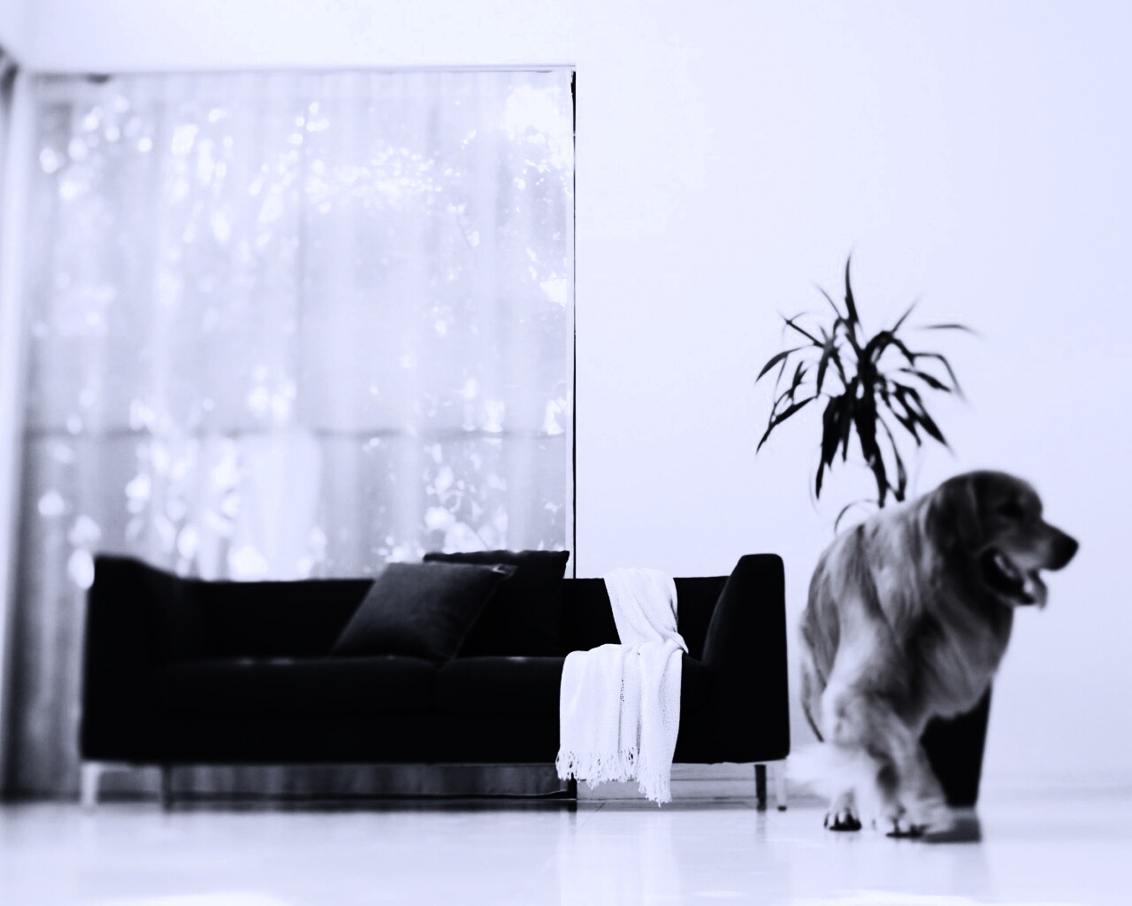 Собака в быту обои