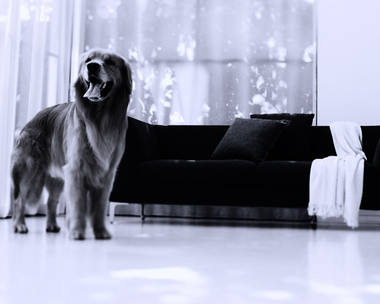 Собачка обои