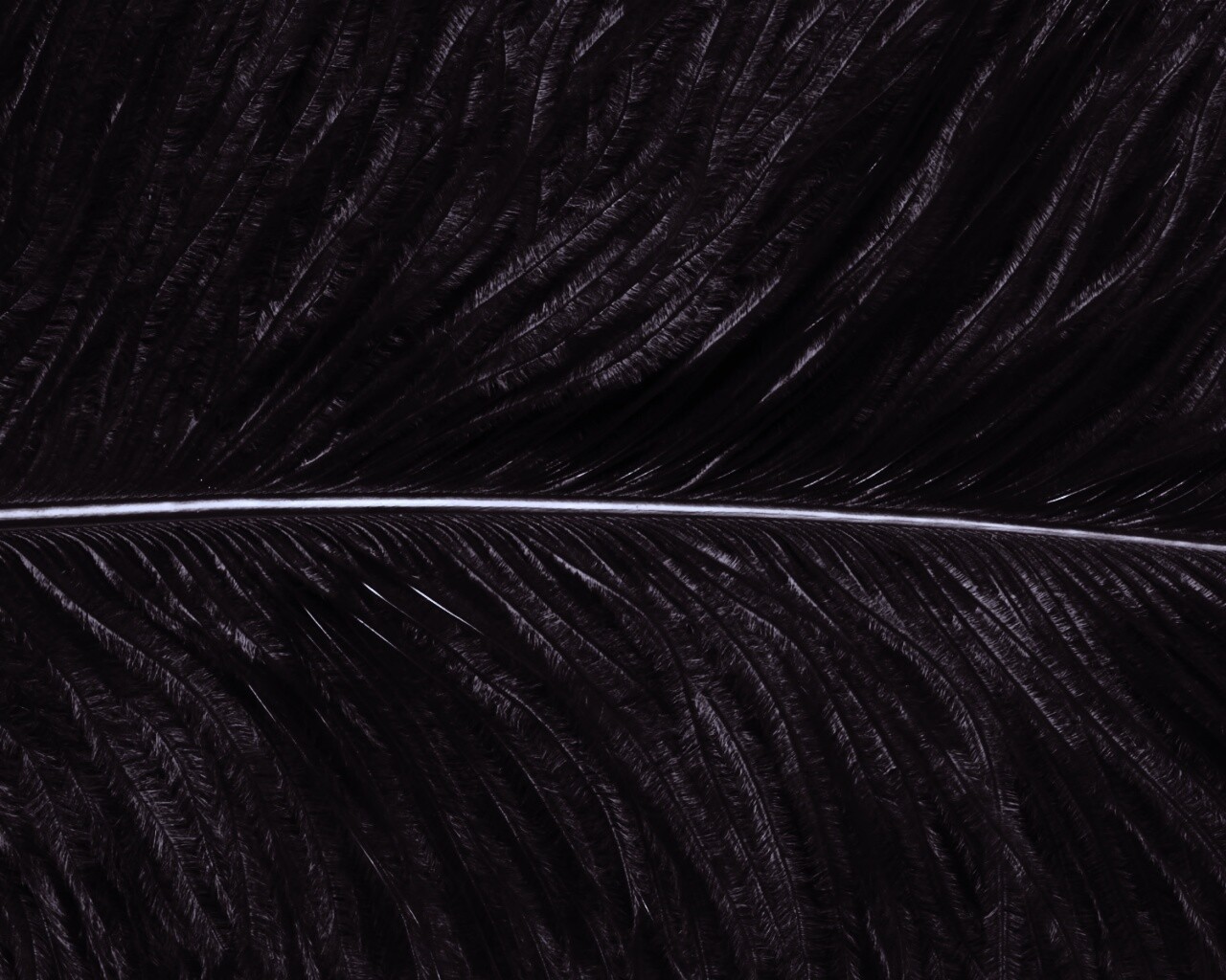 Перо попугая обои