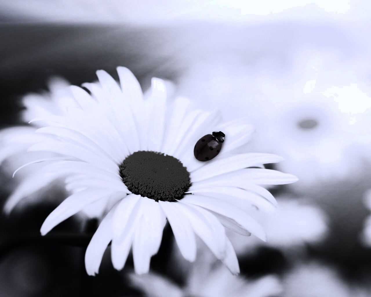 Божья коровка обои