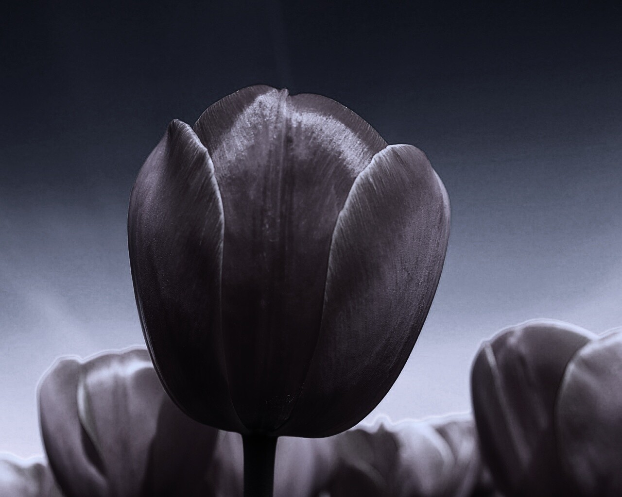 Тюльпан обои