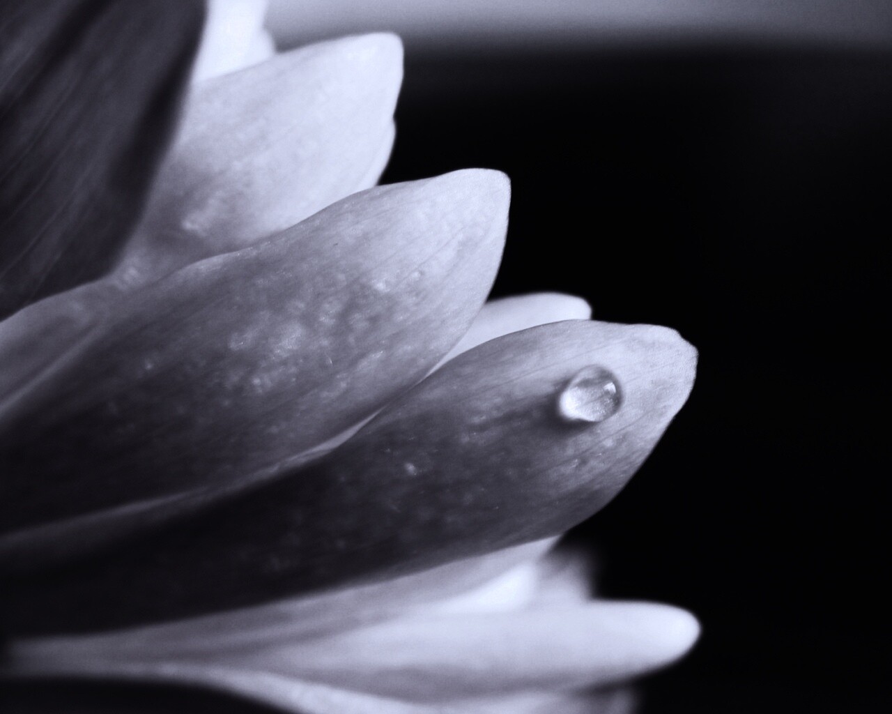 Капля на лепестке обои