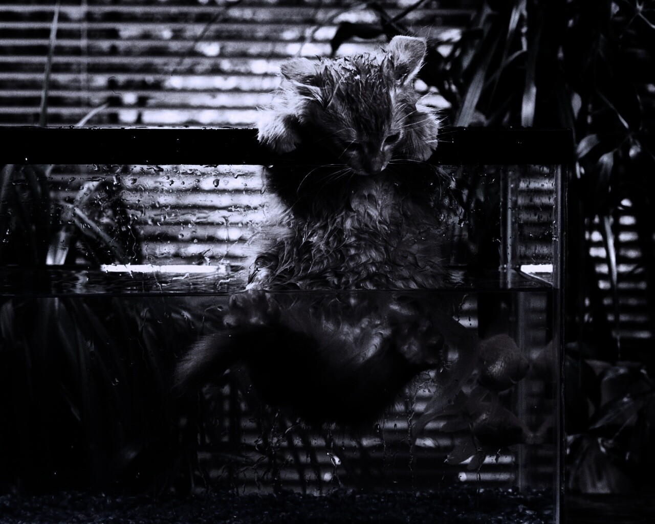 Мокрая киска обои