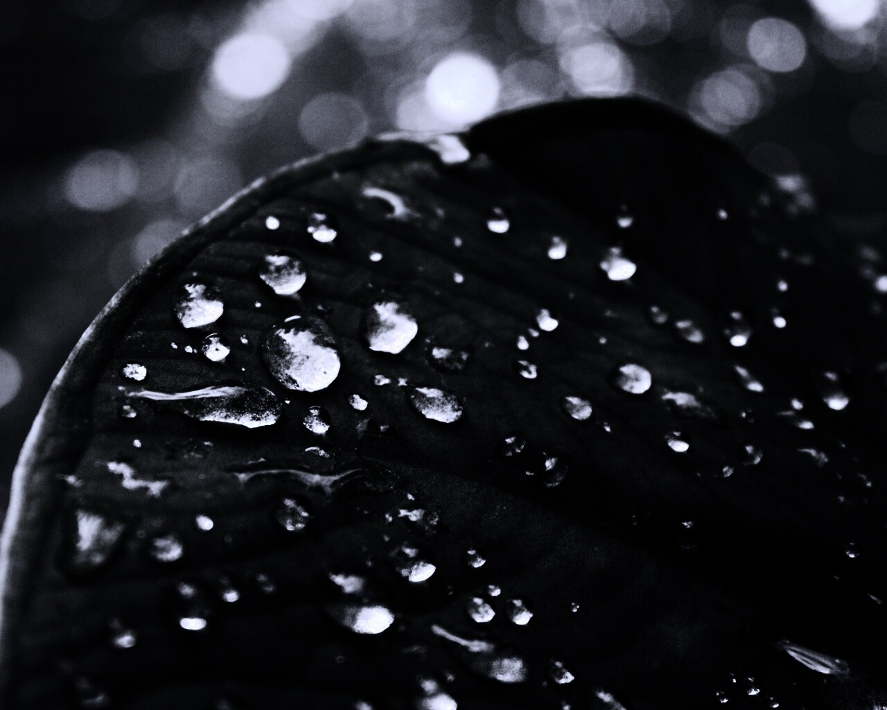 Роса на листке обои