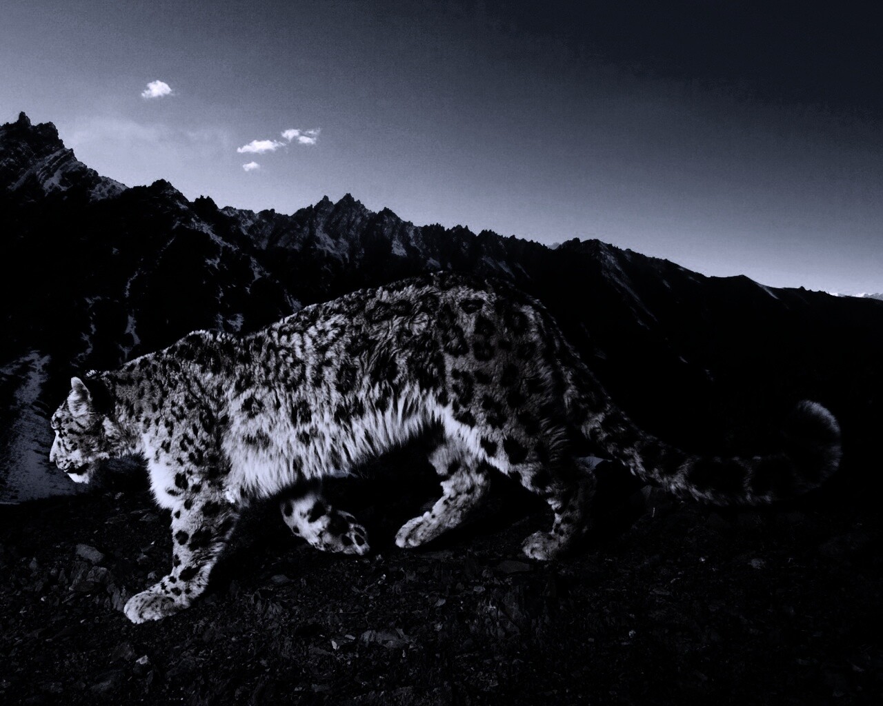 Леопард обои