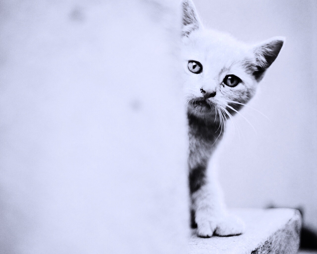 Котик из-за угла обои