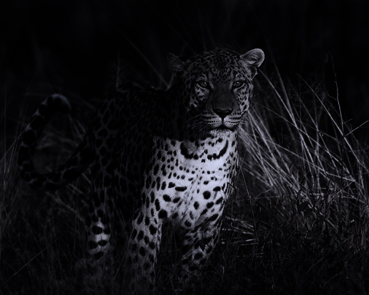 Леопард на охоте обои